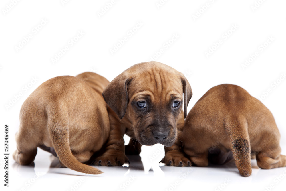 Three happy dogs on white isolated background Three happy dogs on white isolated background