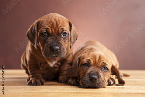 Two young happy dogs sitting on wooden floor © BrunoWeltmann