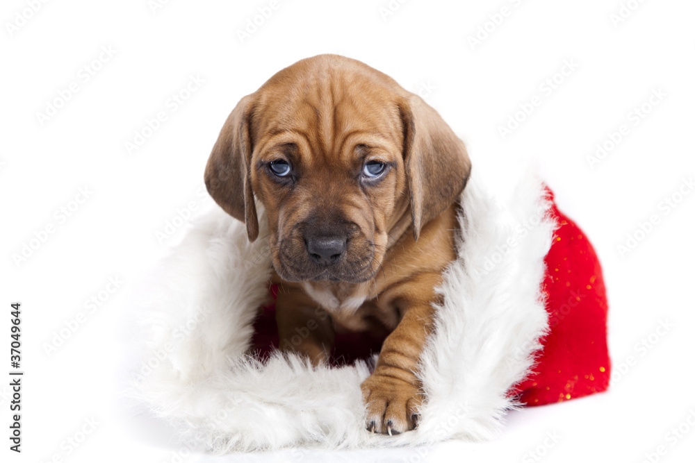 Obraz premium Young cute doggy and Christmas decoration