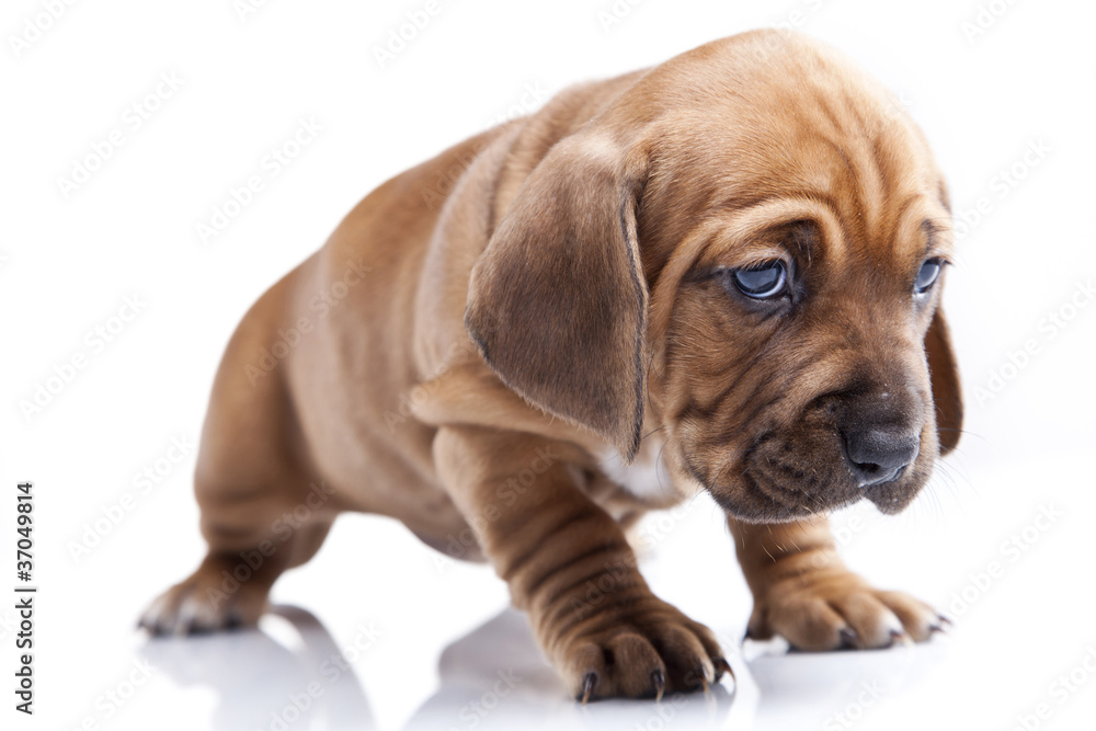 Single young happy dog isolated on white background Single young happy dog isolated on white background