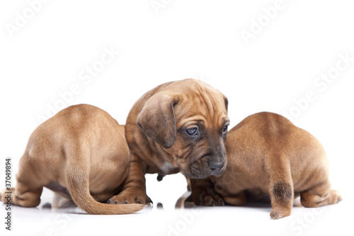 Three young happy dogs isolated on white background