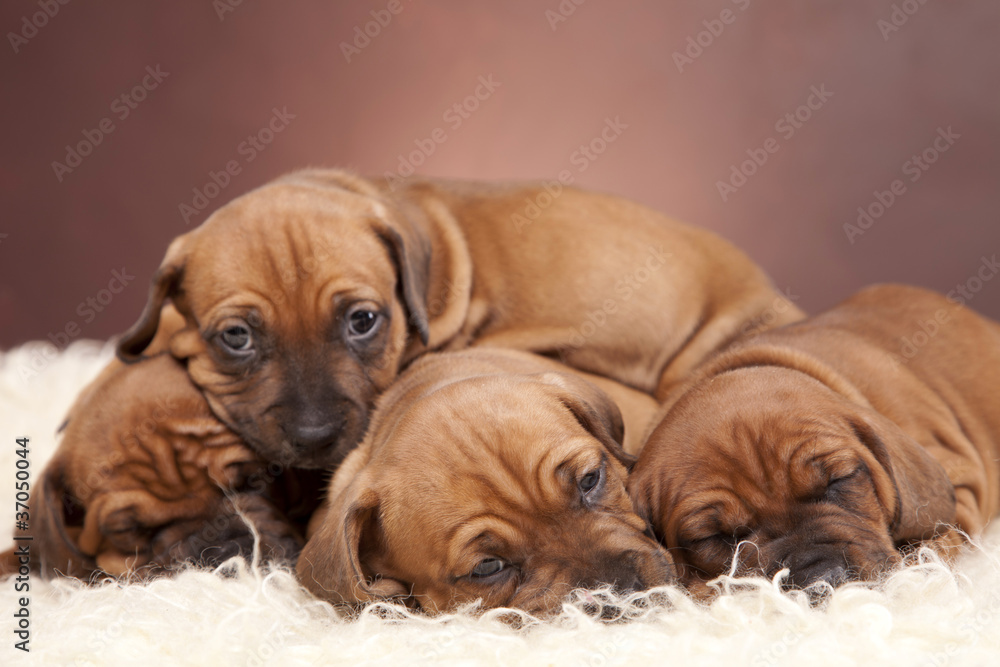 Four happy dogs resting on white blanket Four happy dogs resting on white blanket