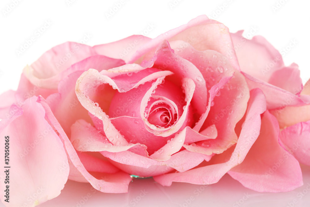 Pink rose isolated on white Pink rose isolated on white