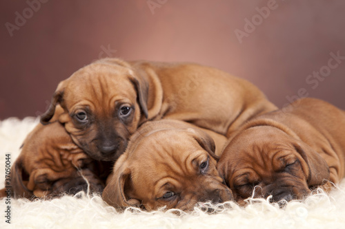Four happy dogs resting on white blanket © BrunoWeltmann