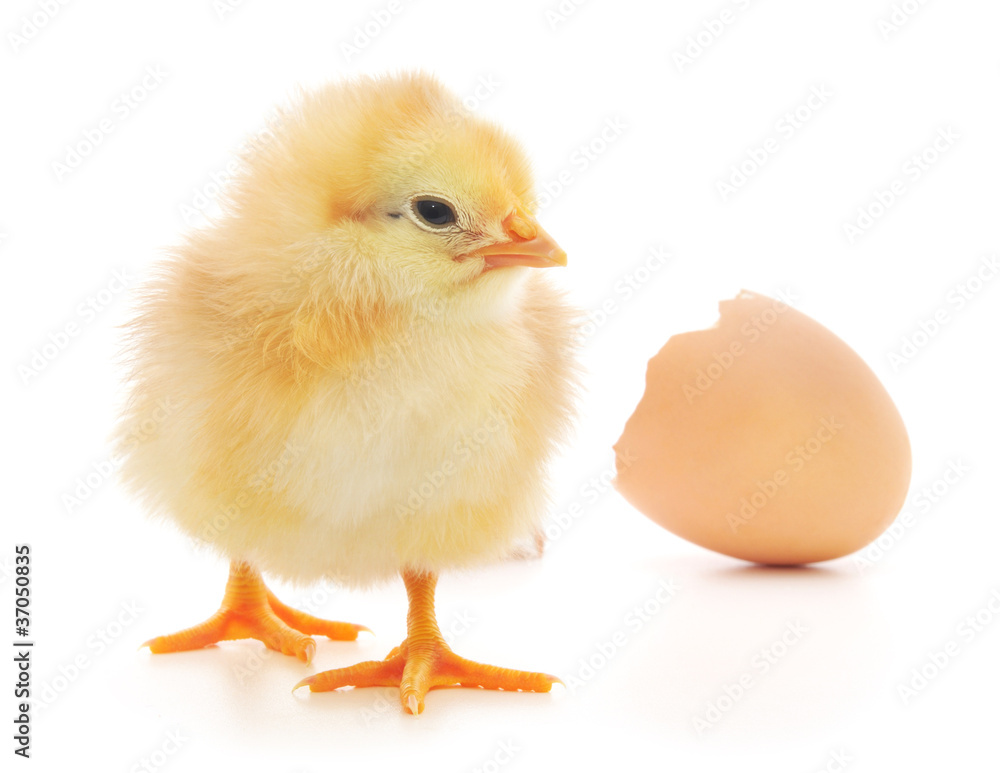 Chicken and an egg shell Chicken and an egg shell