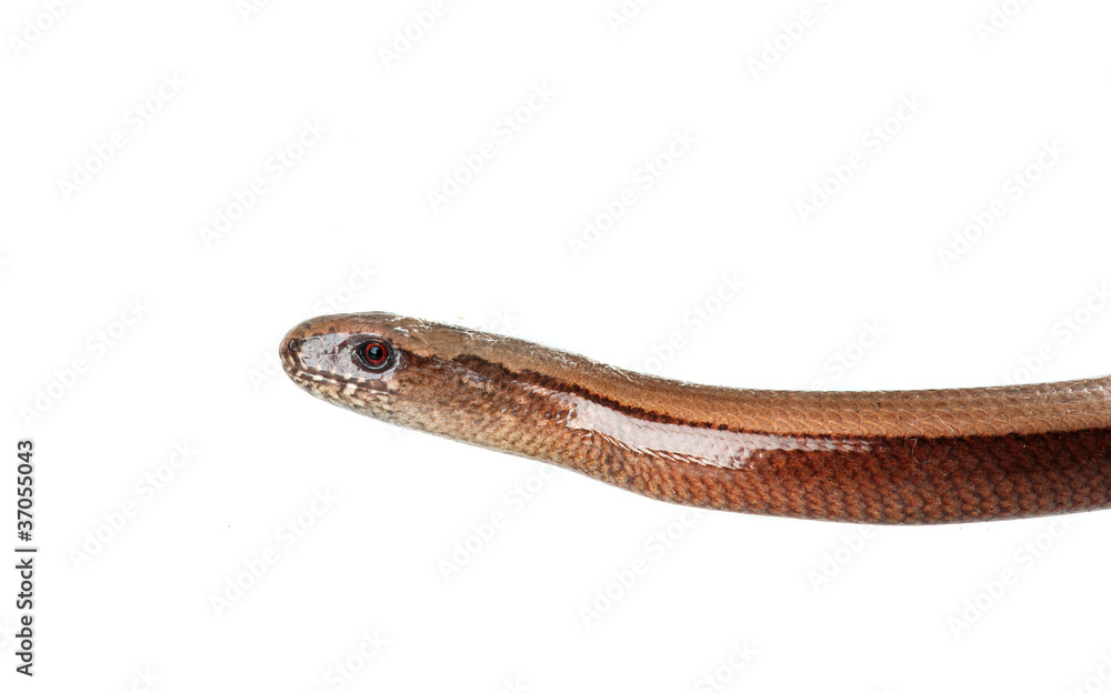 Slowworm Slowworm