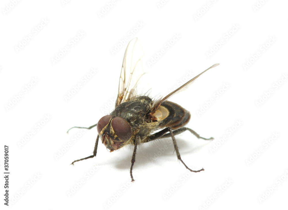 fly fly