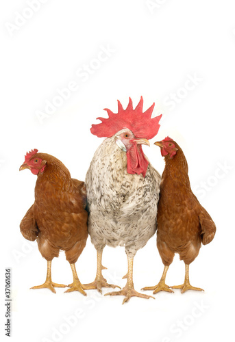 cock and brown hen