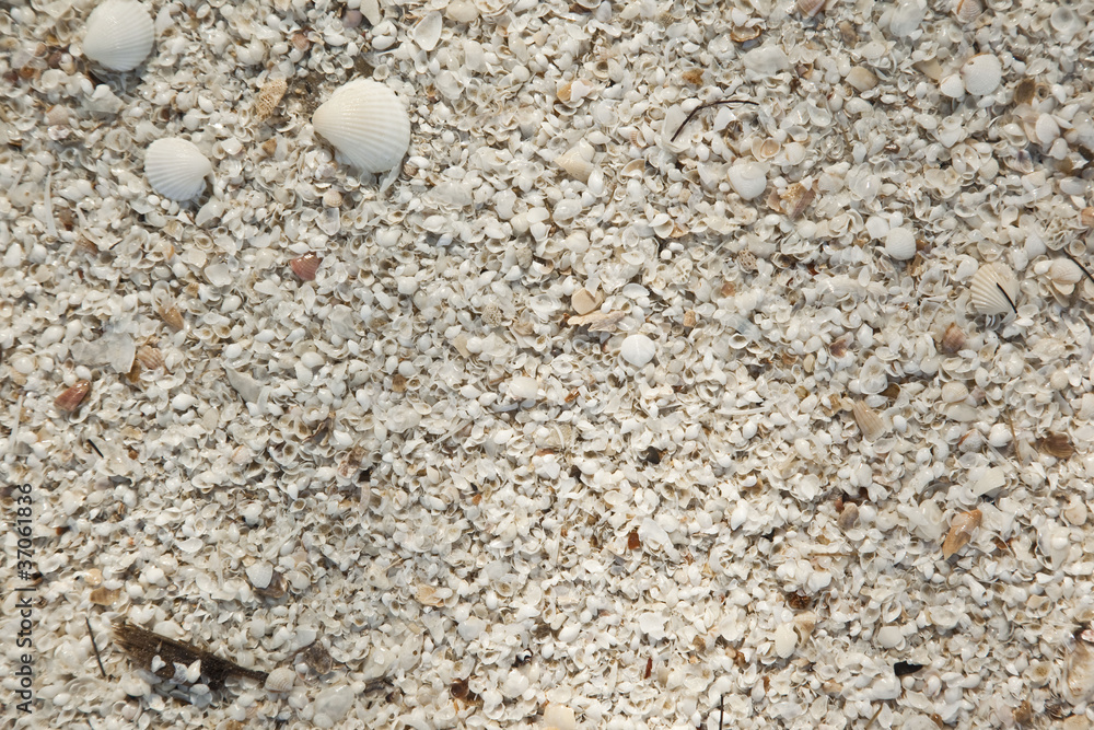 Background of the seashell sand beach abstraction Background of the seashell sand beach abstraction