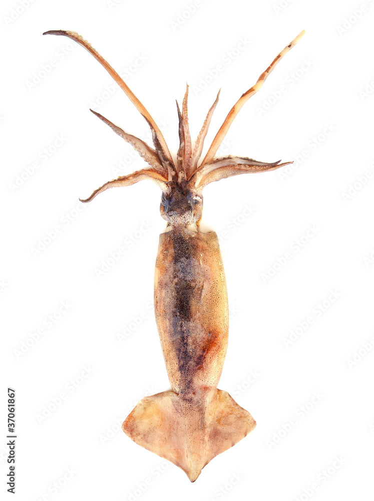 Fototapeta premium nice fresh squid isolated on white background