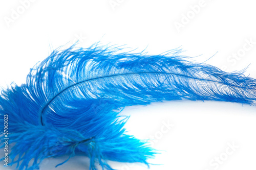 a blue feather