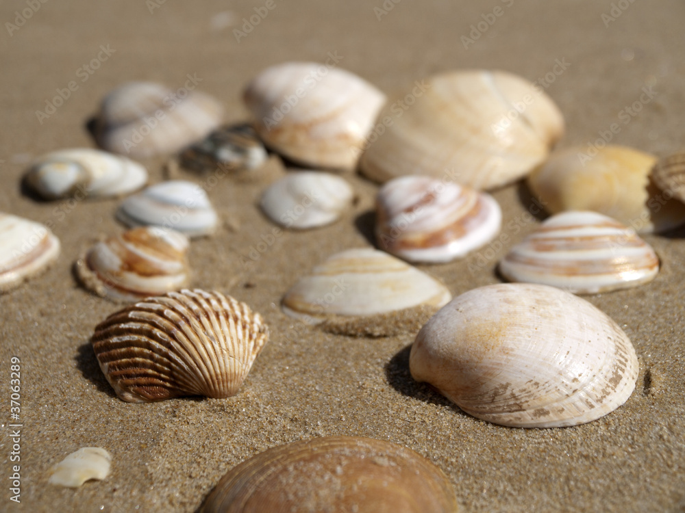 Muscheln am Strand bei Olhos du Agua
