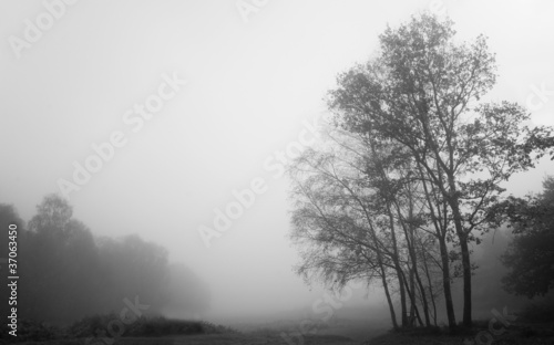 Foggy misty Autumn forest landscape at dawn