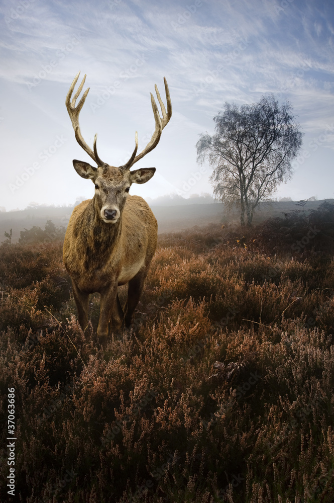 Foggy misty Autumn forest landscape at dawn with red deer stag Foggy misty Autumn forest landscape at dawn with red deer stag