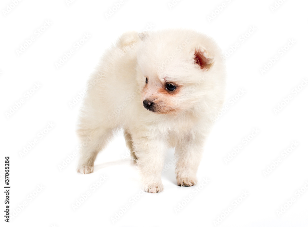 Pomeranian dog isolated on a white background Pomeranian dog isolated on a white background