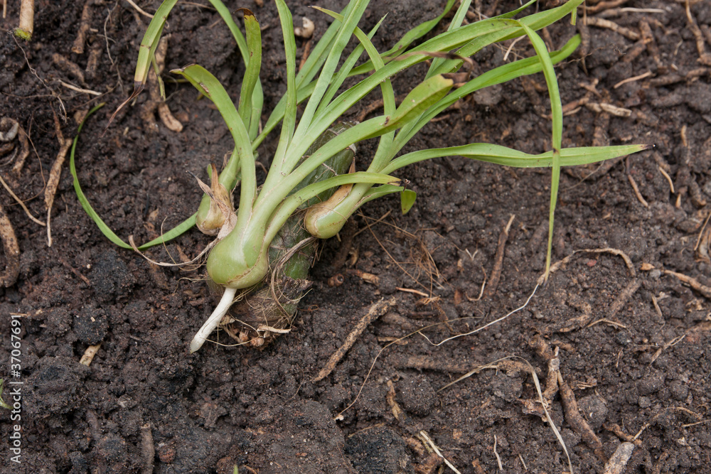 young plant on soil