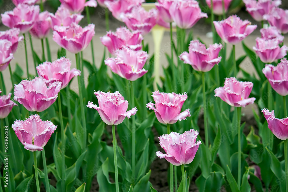 tulips tulips