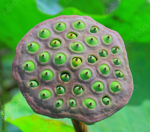 Close up a lotus seeds photo