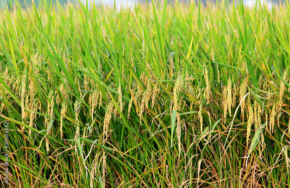 paddy rice field paddy rice field