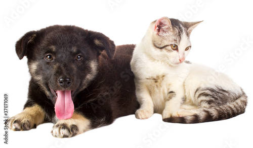 Fototapeta Naklejka Na Ścianę i Meble -  cat and puppy sitting