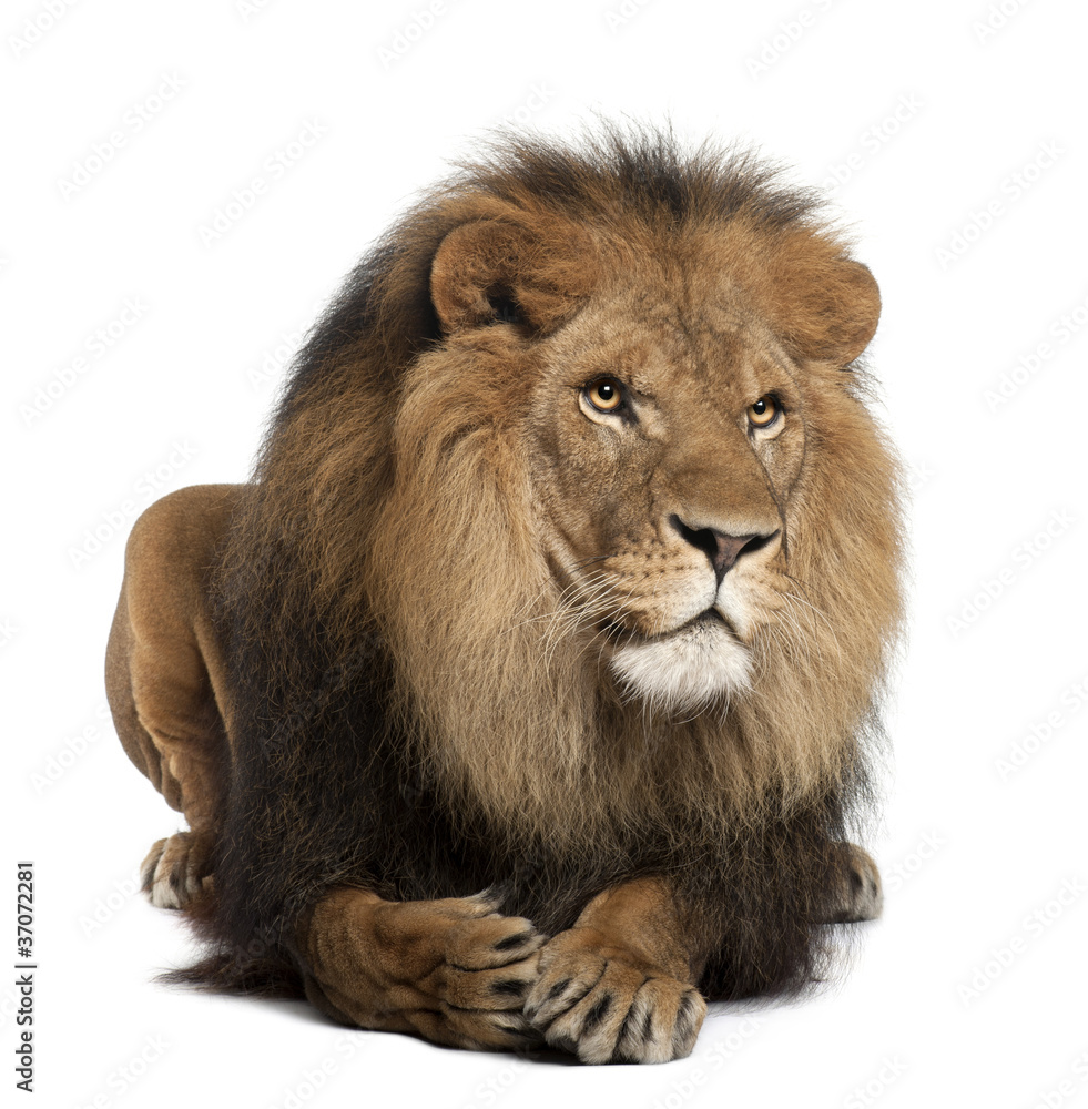 Obraz premium Lion, Panthera leo, 8 years old, lying