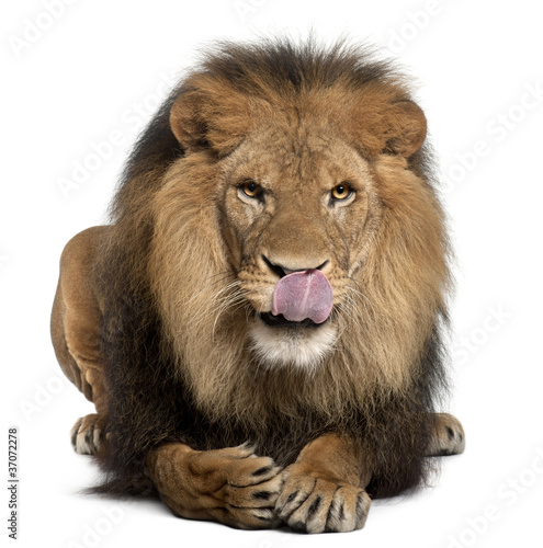 Fototapeta Naklejka Na Ścianę i Meble -  Lion licking lips, Panthera leo, 8 years old