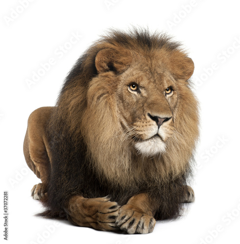 Fototapeta Naklejka Na Ścianę i Meble -  Lion, Panthera leo, 8 years old, lying