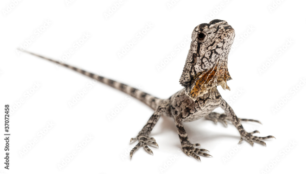 Naklejka premium Frill-necked lizard, frilled lizard, Chlamydosaurus kingii