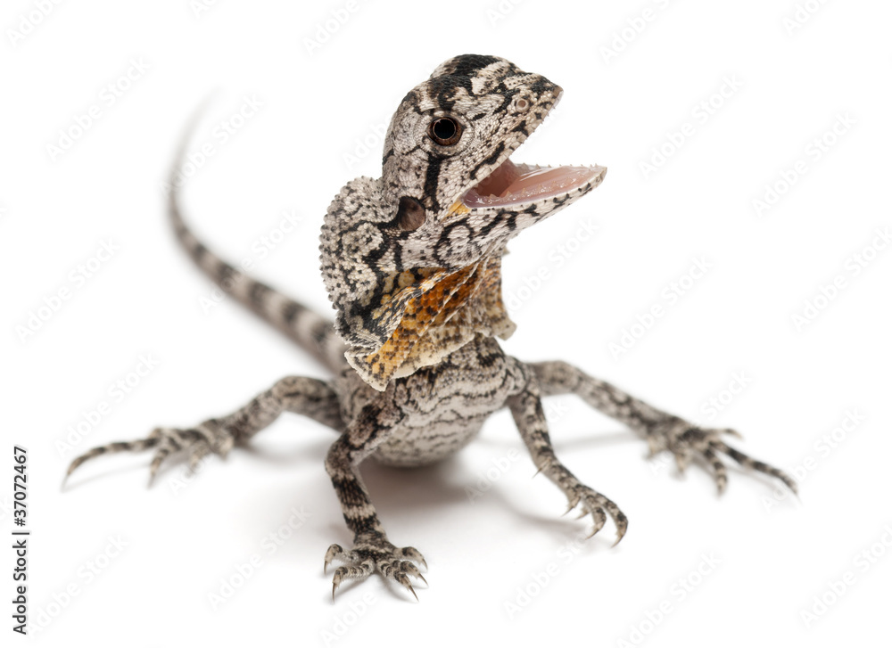 Naklejka premium Frill-necked lizard, Chlamydosaurus kingii