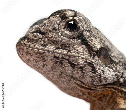 Close-up of Frill-necked lizard  Chlamydosaurus kingii