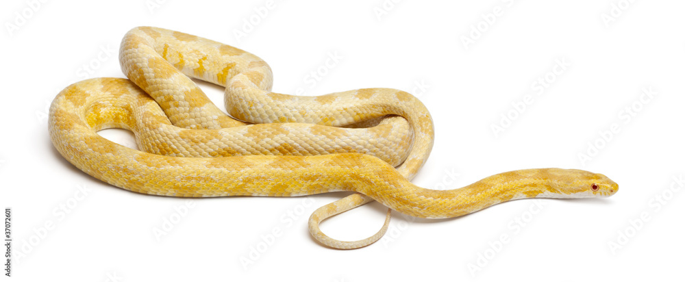 Fototapeta premium Butter mothley Corn Snake or Red Rat Snake,Pantherophis guttatus
