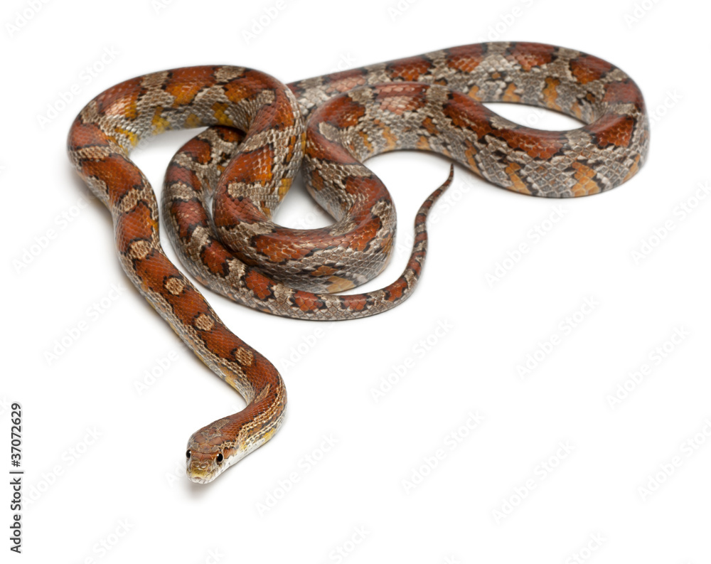 Miami Corn Snake or Red Rat Snake, Pantherophis guttatus Miami Corn Snake or Red Rat Snake, Pantherophis guttatus
