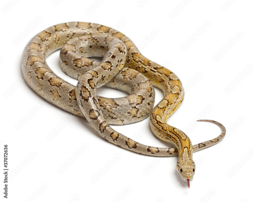 Amber Corn Snake, Pantherophis guttatus Amber Corn Snake, Pantherophis guttatus