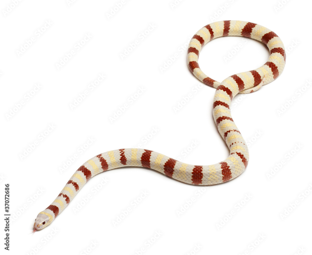 Albinos Kingsnake, Lampropeltis ruthveni Albinos Kingsnake, Lampropeltis ruthveni