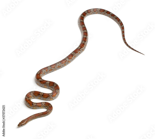 Miami Corn Snake or Red Rat Snake, Pantherophis guttatus