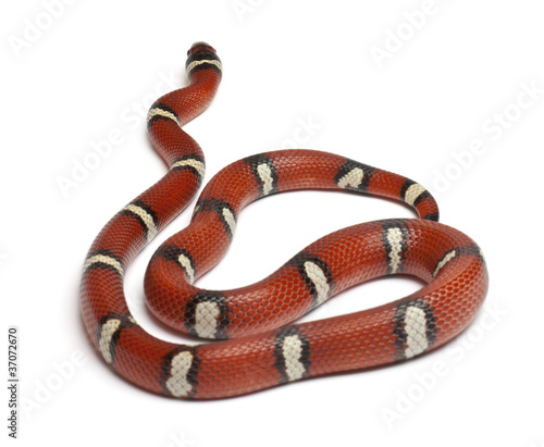 Milk snake or milksnake, Lampropeltis triangulum nelsoni