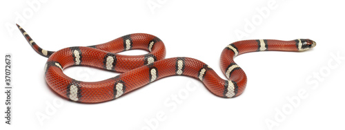 Fotografie Milk snake or milksnake, Lampropeltis triangulum nelsoni