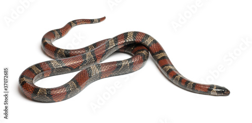 Bild auf Leinwand Kingsnake, Lampropeltis ruthveni, in front of white background