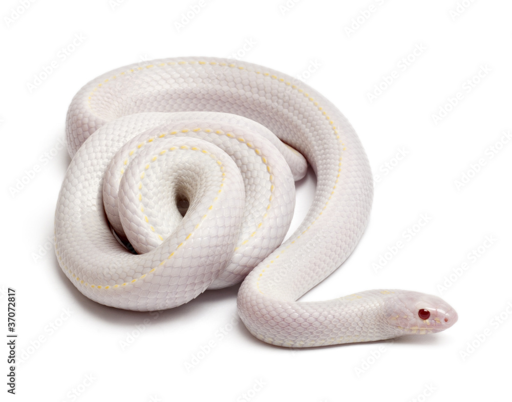 Fototapeta premium Snow eastern kingsnake , Lampropeltis getula californiae