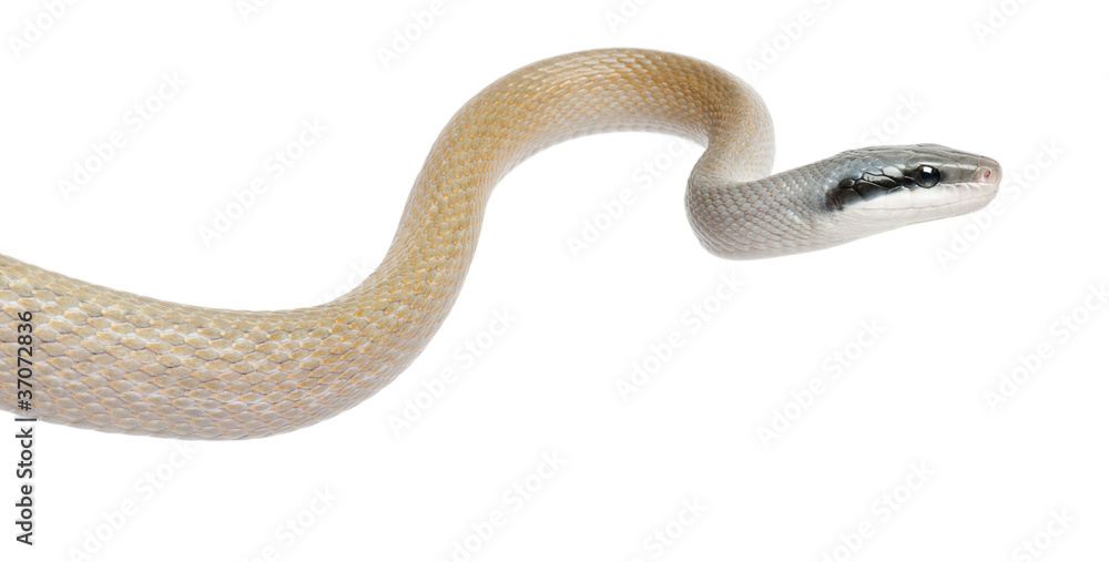 Fototapeta premium Beauty Rat Snake, Orthriophis taeniurus ridleyi