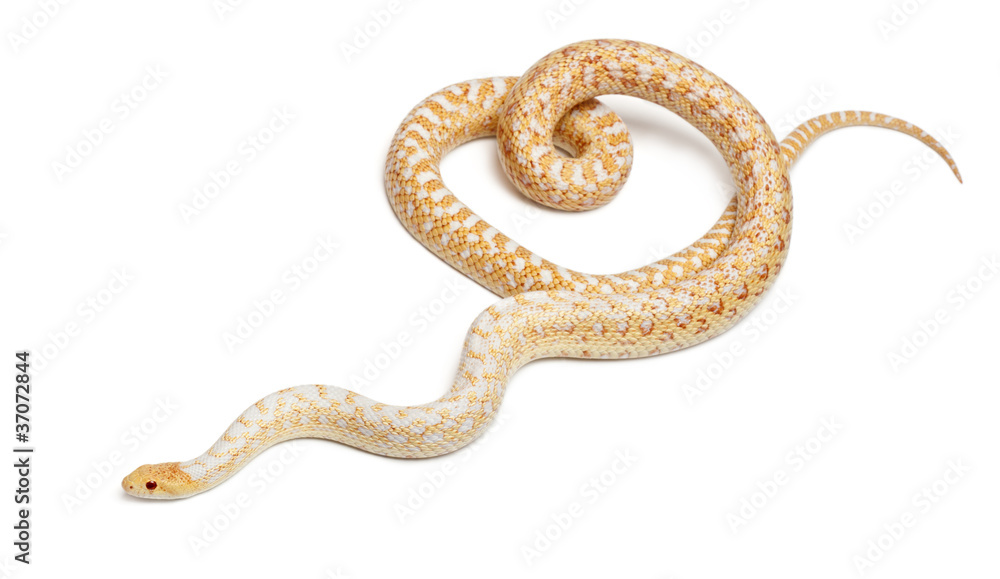 Obraz premium Albinos Pacific gopher snake or coast gopher snake