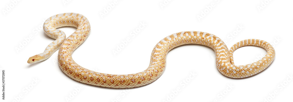 Albinos Pacific gopher snake or coast gopher snake Albinos Pacific gopher snake or coast gopher snake