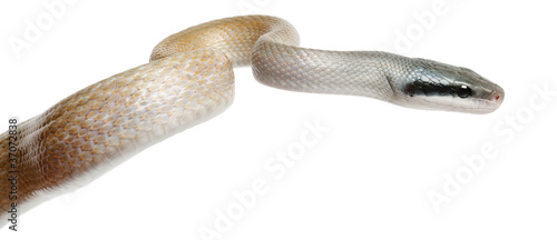 Beauty Rat Snake, Orthriophis taeniurus ridleyi photo