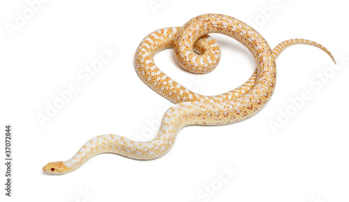 Albinos Pacific gopher snake or coast gopher snake