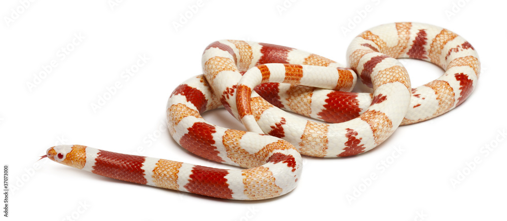 Fototapeta premium Albinos Honduran milk snake, Lampropeltis triangulum hondurensis