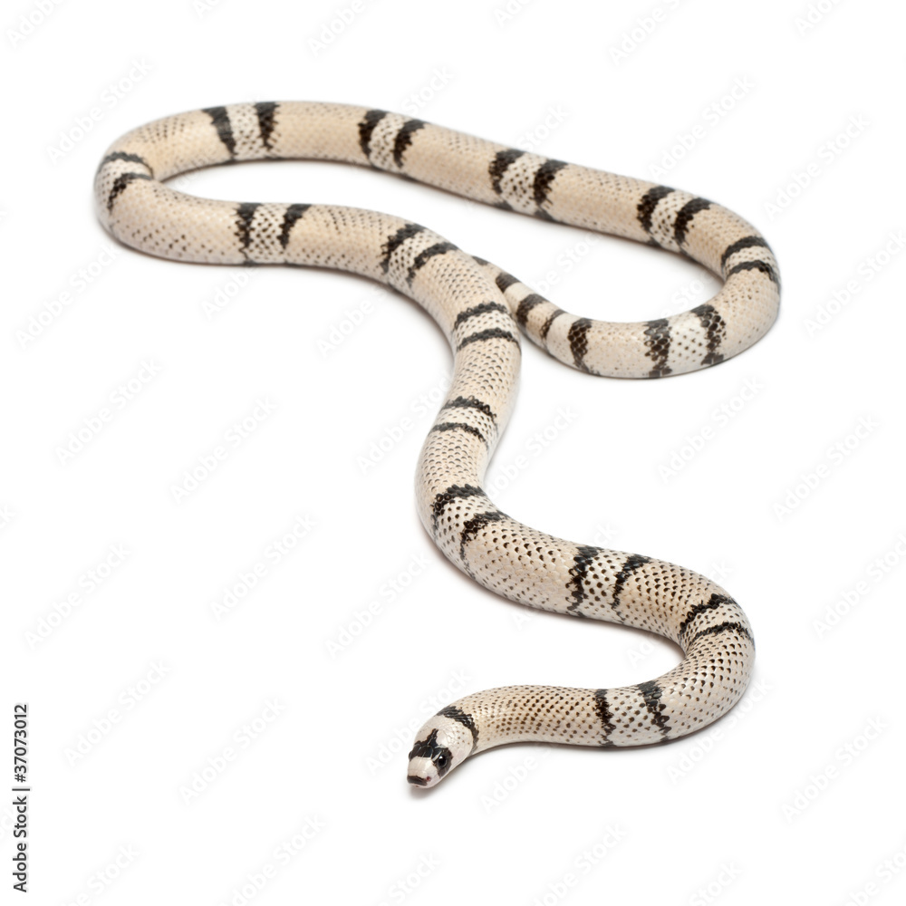 Fototapeta premium Ghost Honduran milk snake, Lampropeltis triangulum hondurensis