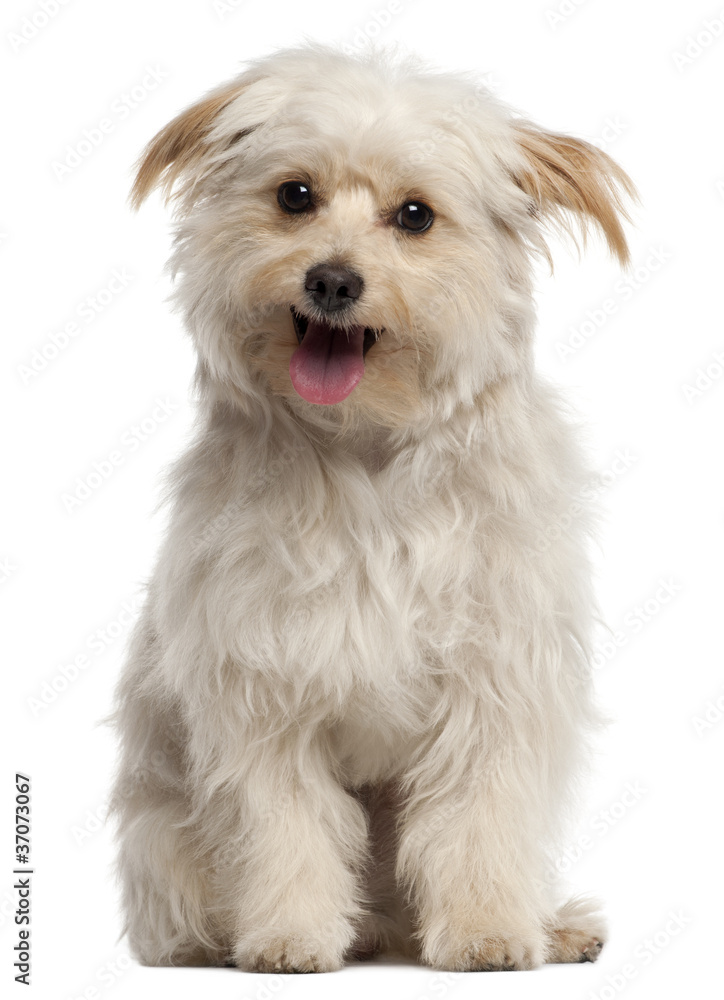 Small dog sitting and panting in front of white background