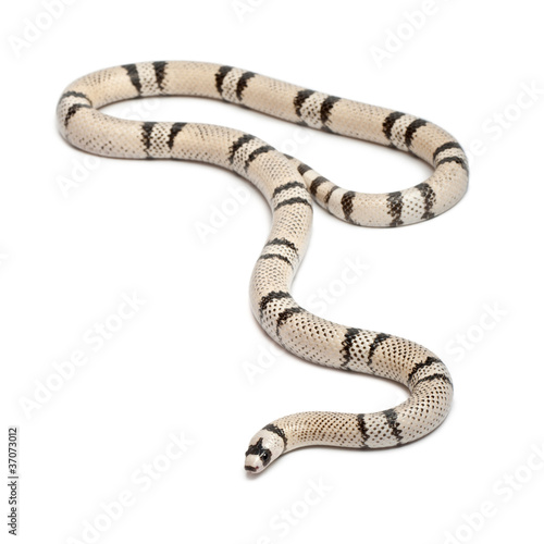Ghost Honduran milk snake, Lampropeltis triangulum hondurensis photo