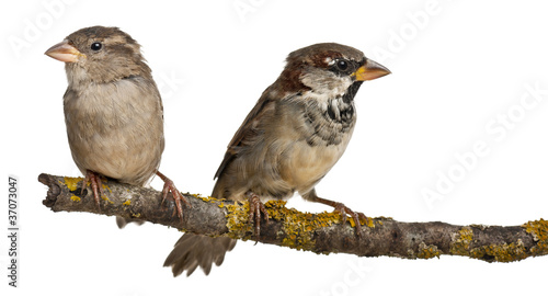 Male and Female House Sparrow, 4 months old, on a branch © Eric Isselée