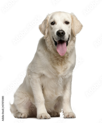 Golden Retriever, 7 months old, panting